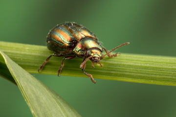 Rosemary Beetle (Chrysolina americana)