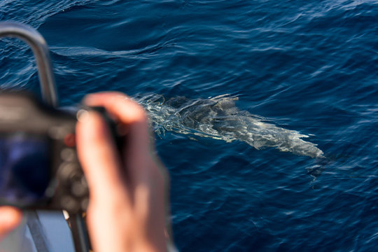 Watching dolphins in natural environment on a boat trip.