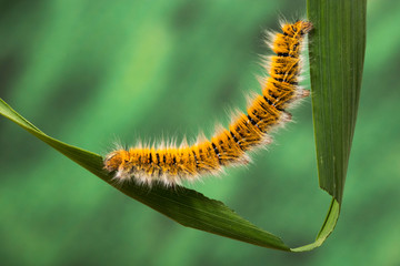 Eggar Moth (lasiocampa trifolii) caterpillar