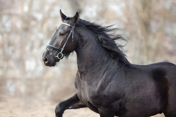 Fototapeta na wymiar Black frisian stallion close up portrait in bridle