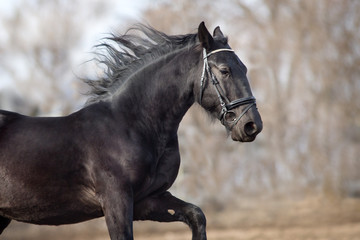 Black frisian stallion close up portrait in bridle