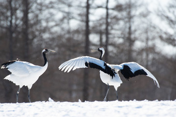 Red-crowned cranes dancing in Tsurui village, Hokkaido, Japan
