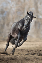 Frisian stallion run on autumn lansdscape