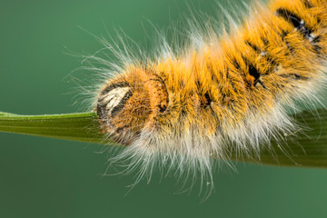 Eggar Moth (lasiocampa trifolii) caterpillar