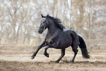 Frisian stallion run on autumn lansdscape