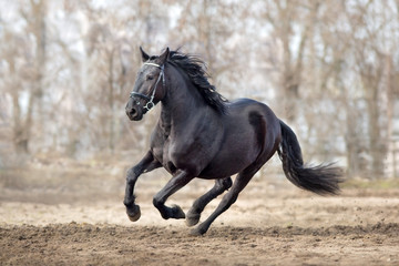 Fototapeta na wymiar Frisian stallion run on autumn lansdscape