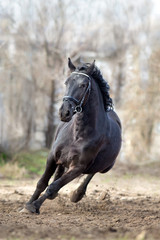Frisian stallion run on autumn lansdscape