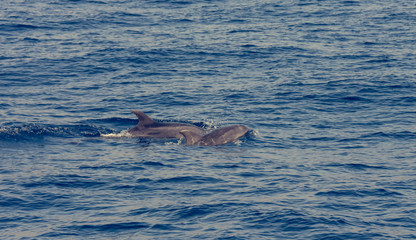 Fototapeta premium Dolphins swimming in waste blue ocean - spectacular experience of encountering sea animals.