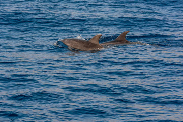 Fototapeta premium Dolphins swimming in waste blue ocean - spectacular experience of encountering sea animals.