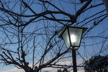 Farola bajo el platanero. Madrid. España. Europa.