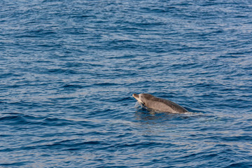Obraz premium Dolphins swimming in waste blue ocean - spectacular experience of encountering sea animals.