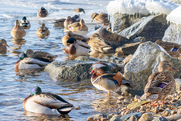 Fototapeta premium Beautiful mandarin duck basking in the sun in winter. Many ducks floating nearby of a different kind.