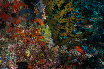 Coral reef at the Maldives 