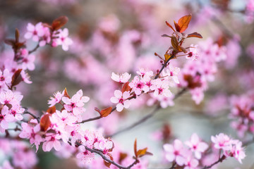 Blossoming of decorative Japanese cherry pink flowers in a spring garden, natural seasonal floral background with copyspace