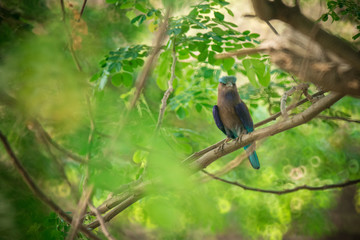 blue flycatcher bird on branch of big tree