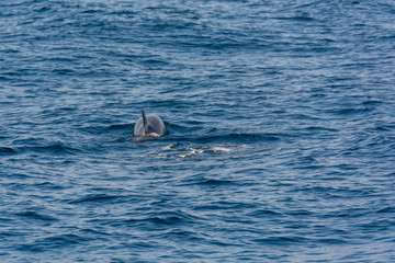 Dolphins swimming in waste blue ocean - spectacular experience of encountering sea animals.