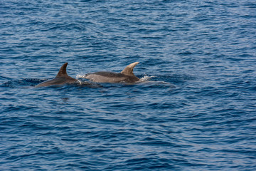 Fototapeta premium Dolphins swimming in waste blue ocean - spectacular experience of encountering sea animals.