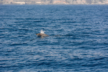 Fototapeta premium Dolphins swimming in waste blue ocean - spectacular experience of encountering sea animals.