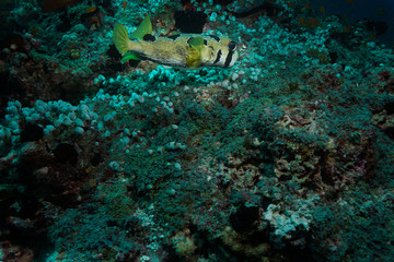 Puffer fish at the Maldives