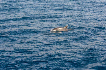 Fototapeta premium Dolphins swimming in waste blue ocean - spectacular experience of encountering sea animals.