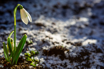 Snowdrop flowers (Galanthus nivalis)