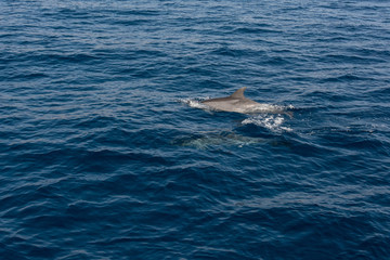 Obraz premium Pair of dolphins playing and swimming on sea surface to breath.