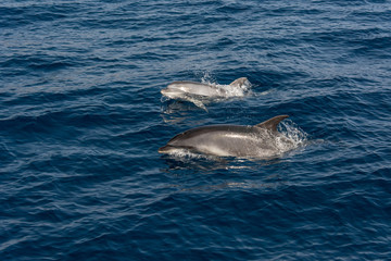 Pair of dolphins playing and swimming on sea surface to breath.