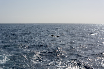 Many dolphins swimming in the distance behind a cruise ship.