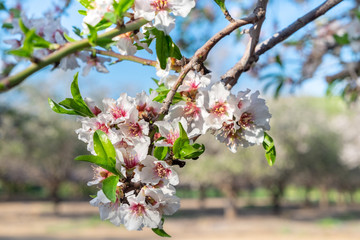 Photo of pink white almond tree flowers on blue sky background