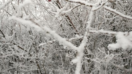 Снег на ветках.