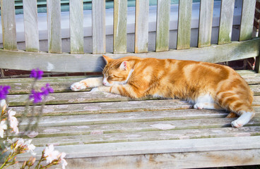 Sleeping cat on a wooden bench