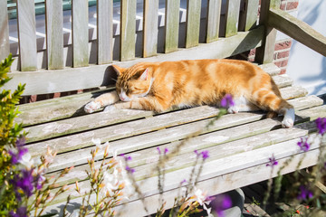 Sleeping cat on a wooden bench
