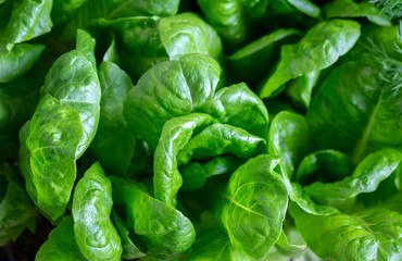 Fresh organic Lettuce vegetable sold at farmers market
