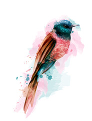 Tropic colorful small bird Vector watercolor. Cute bird illustration. blue colors splashs