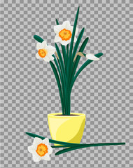 White daffodils in yellow flowerpot. Groving up narcissus flowers. Vector illustration
