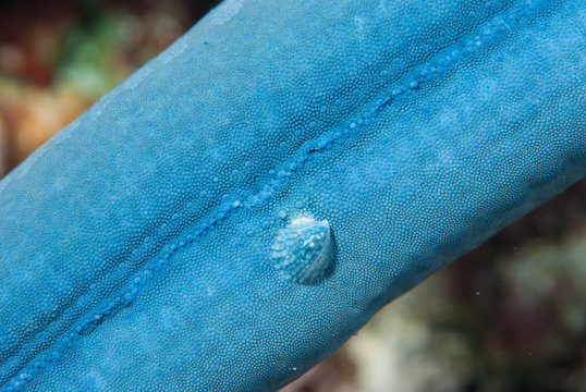 Seastar Parasitic Shell Thyca crystallina