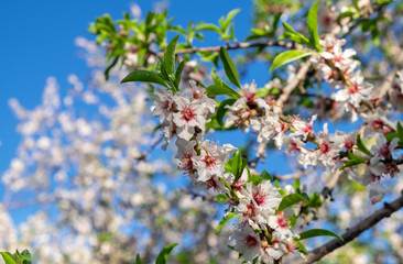 Photo of pink white almond tree flowers on blue sky background