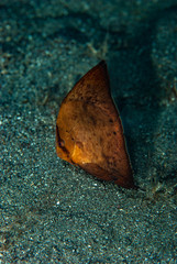 Circular Spadefish Platax orbicularis