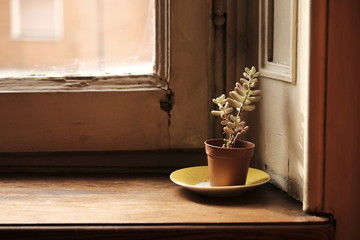 little plant in a small vase near the old vintage window in the house - hope concept.