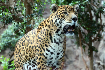 Leopard Raubkatze