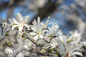 Blossoming of magnolia kobus white flowers in a spring garden, natural seasonal floral background with copyspace