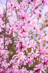 Obraz na płótnie Canvas Blossoming of rare magnolia stellata pink flowers in a spring garden, natural seasonal floral background with copyspace, vertical image