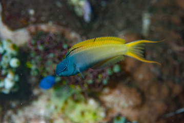 Eye-Lash Harptail Blenny Meiacanthus atrodorsalis