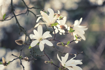 Blossoming white flower background, natural wallpaper. Flowering magnolia kobus branch in spring garden, macro image with copyspace and beautiful bokeh