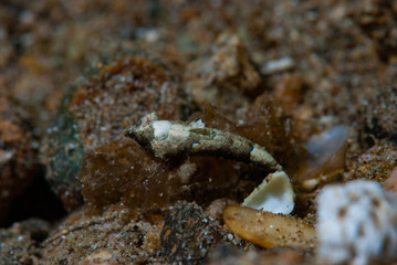 Bartel's dragonet Neosynchiropus bartelsi