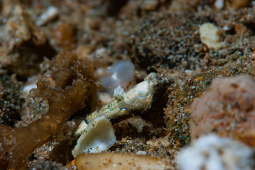 Bartel's dragonet Neosynchiropus bartelsi