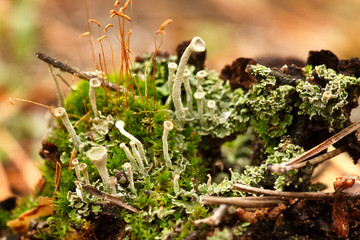 Beautiful green moss in the sunlight, moss closeup, macro. Moss grows on the tree, beautiful background of moss. place for text. Leaf on Moss, Moss autumn, forest moss, moss seeds, Nature,Wildlife
