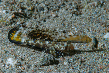 Orange-Black Dragonet Dactylopus kuiteri