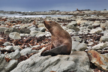 Kaikoura, Seals, Pacific ocean, New Zealand
