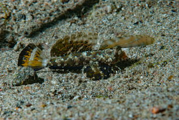 Orange-Black Dragonet Dactylopus kuiteri